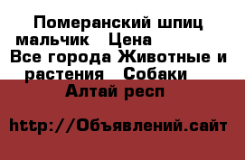 Померанский шпиц мальчик › Цена ­ 30 000 - Все города Животные и растения » Собаки   . Алтай респ.